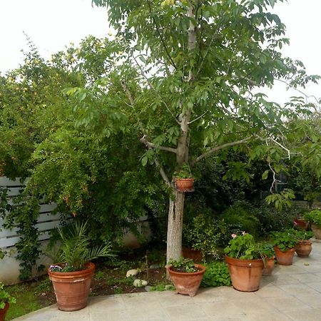 فندق نيقوسيافي  Sunny Garden Studio المظهر الخارجي الصورة